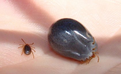 Paralysis Tick before and after feeding